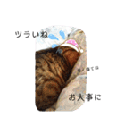 愛しのモンちゃん（個別スタンプ：17）