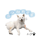 りつくん＆はくちゃん（個別スタンプ：13）