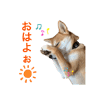 柴犬きたろう（個別スタンプ：1）