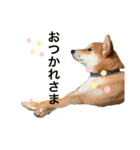 柴犬きたろう（個別スタンプ：2）