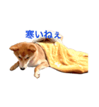 柴犬きたろう（個別スタンプ：4）