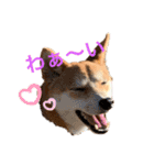 柴犬きたろう（個別スタンプ：5）