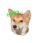 柴犬きたろう（個別スタンプ：7）
