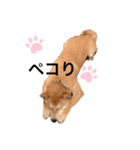 柴犬きたろう（個別スタンプ：8）