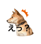 柴犬きたろう（個別スタンプ：9）