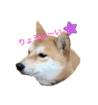 柴犬きたろう（個別スタンプ：10）