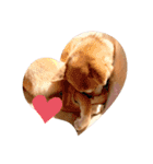 柴犬きたろう（個別スタンプ：11）