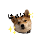 柴犬きたろう（個別スタンプ：12）