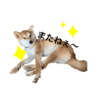 柴犬きたろう（個別スタンプ：13）