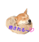 柴犬きたろう（個別スタンプ：14）