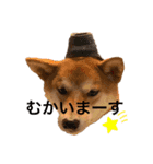 柴犬きたろう（個別スタンプ：15）