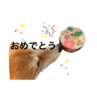 柴犬きたろう（個別スタンプ：16）