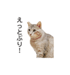 あわねこ保育園の園児たち〜阿波弁〜（個別スタンプ：2）