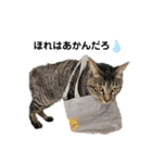 あわねこ保育園の園児たち〜阿波弁〜（個別スタンプ：4）