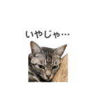 あわねこ保育園の園児たち〜阿波弁〜（個別スタンプ：6）