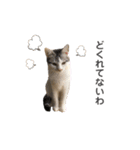 あわねこ保育園の園児たち〜阿波弁〜（個別スタンプ：9）