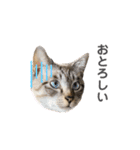 あわねこ保育園の園児たち〜阿波弁〜（個別スタンプ：10）