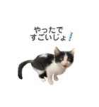 あわねこ保育園の園児たち〜阿波弁〜（個別スタンプ：16）
