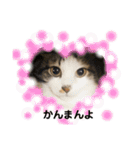 あわねこ保育園の園児たち〜阿波弁〜（個別スタンプ：21）