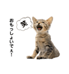 あわねこ保育園の園児たち〜阿波弁〜（個別スタンプ：24）