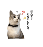 あわねこ保育園の園児たち〜阿波弁〜（個別スタンプ：30）