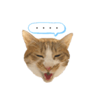 あわねこ保育園の園児たち〜阿波弁〜（個別スタンプ：32）