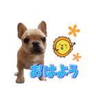 フレンチブルドッグ『たいが君』のスタンプ（個別スタンプ：1）