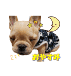 フレンチブルドッグ『たいが君』のスタンプ（個別スタンプ：7）