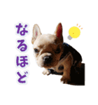 フレンチブルドッグ『たいが君』のスタンプ（個別スタンプ：8）