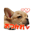 フレンチブルドッグ『たいが君』のスタンプ（個別スタンプ：9）