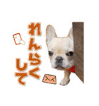 フレンチブルドッグ『たいが君』のスタンプ（個別スタンプ：13）