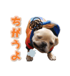 フレンチブルドッグ『たいが君』のスタンプ（個別スタンプ：17）