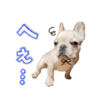 フレンチブルドッグ『たいが君』のスタンプ（個別スタンプ：23）