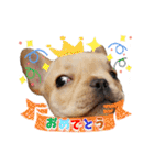 フレンチブルドッグ『たいが君』のスタンプ（個別スタンプ：33）
