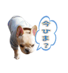 フレンチブルドッグ『たいが君』のスタンプ（個別スタンプ：34）