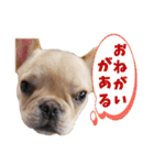 フレンチブルドッグ『たいが君』のスタンプ（個別スタンプ：37）
