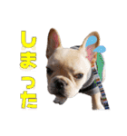 フレンチブルドッグ『たいが君』のスタンプ（個別スタンプ：40）