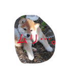 柴犬ハルちゃん（個別スタンプ：1）