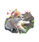 柴犬ハルちゃん（個別スタンプ：2）