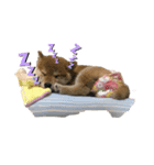 柴犬ハルちゃん（個別スタンプ：3）