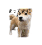 柴犬ハルちゃん（個別スタンプ：4）