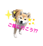 柴犬ハルちゃん（個別スタンプ：5）