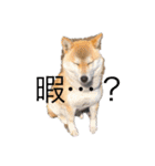柴犬ハルちゃん（個別スタンプ：6）