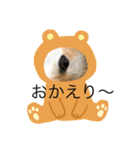 柴犬ハルちゃん（個別スタンプ：7）