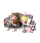 柴犬ハルちゃん（個別スタンプ：8）