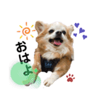 チワワのtoto（個別スタンプ：2）