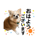 チワワのtoto（個別スタンプ：3）