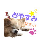 チワワのtoto（個別スタンプ：4）