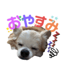 チワワのtoto（個別スタンプ：5）