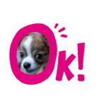 チワワのtoto（個別スタンプ：8）